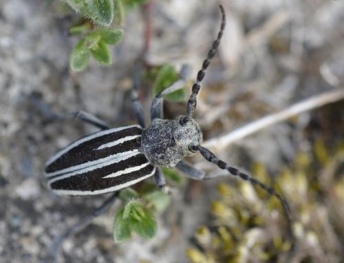 Réf. 204 419 : Iberodorcadion fuliginator